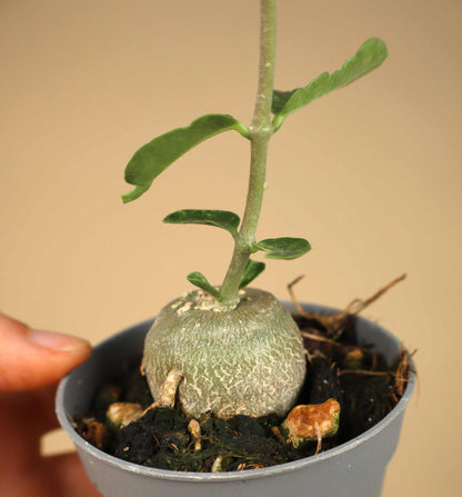 Fockea edulis