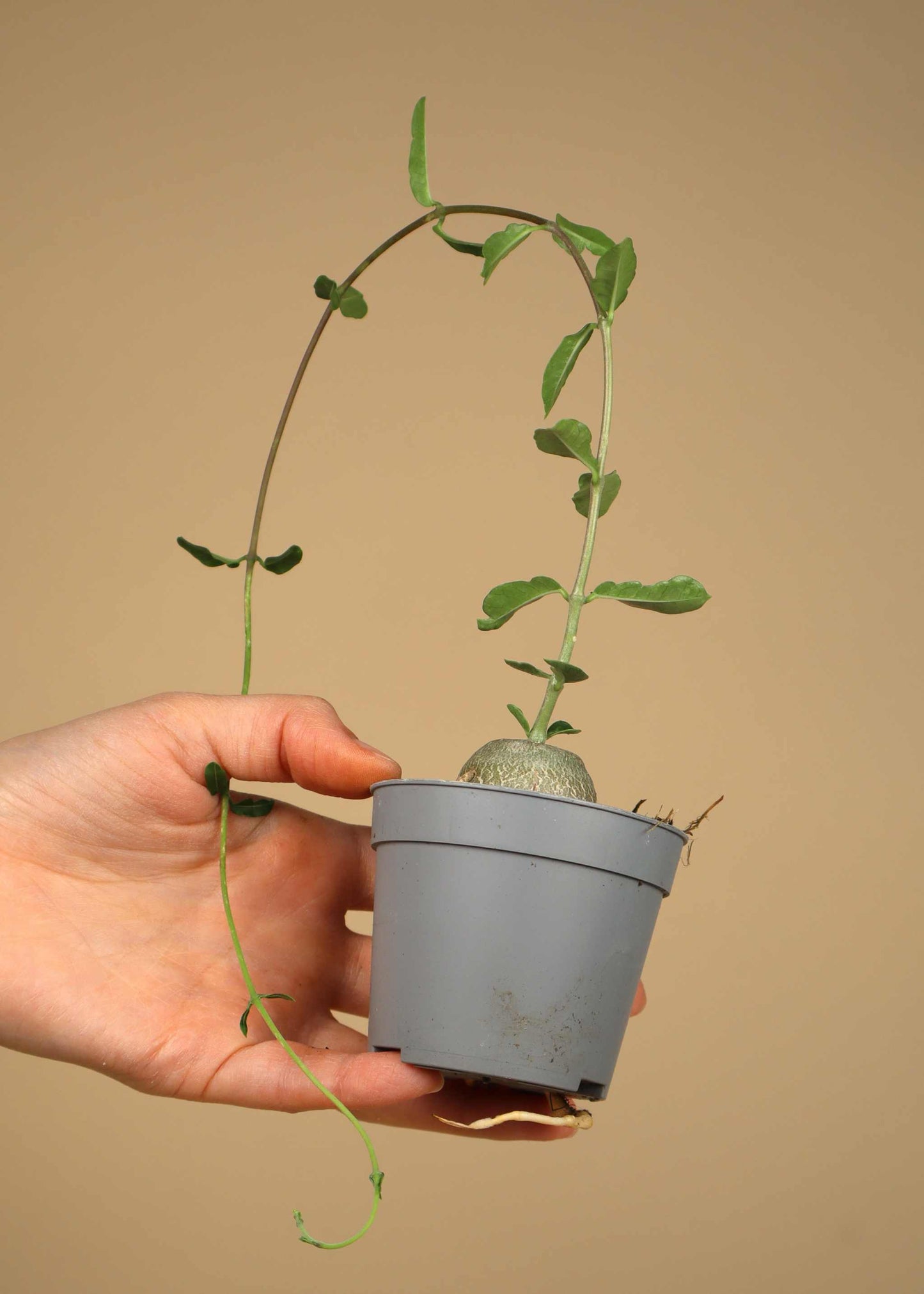 Fockea edulis