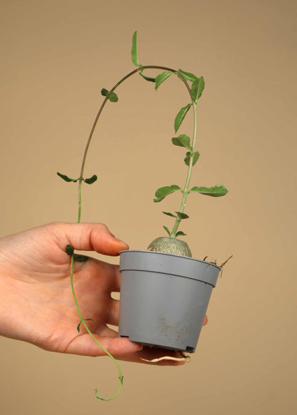 Fockea edulis