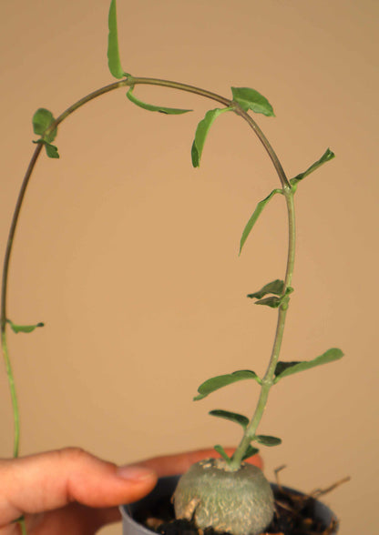 Fockea edulis