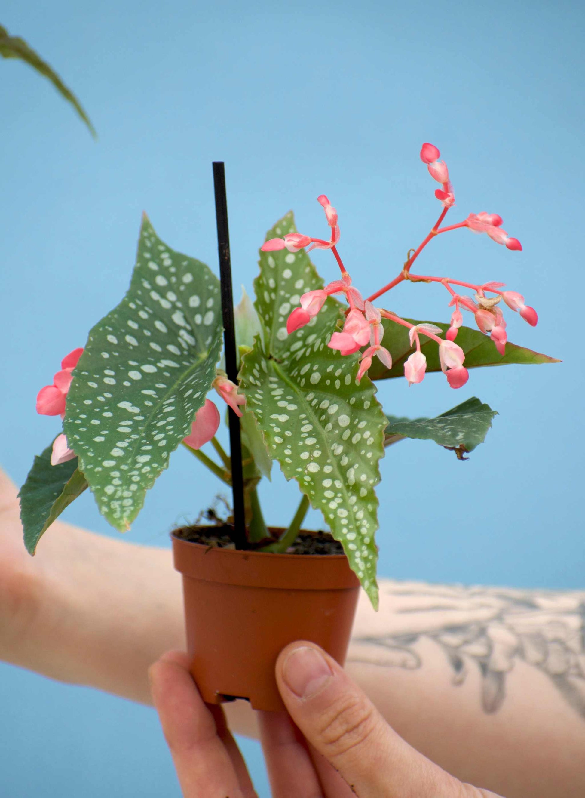 Forellbegonia 'Begonia maculata'