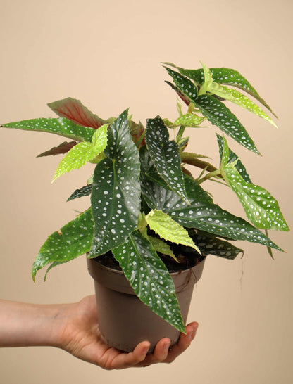 Forellenbegonie 'Begonia maculata'