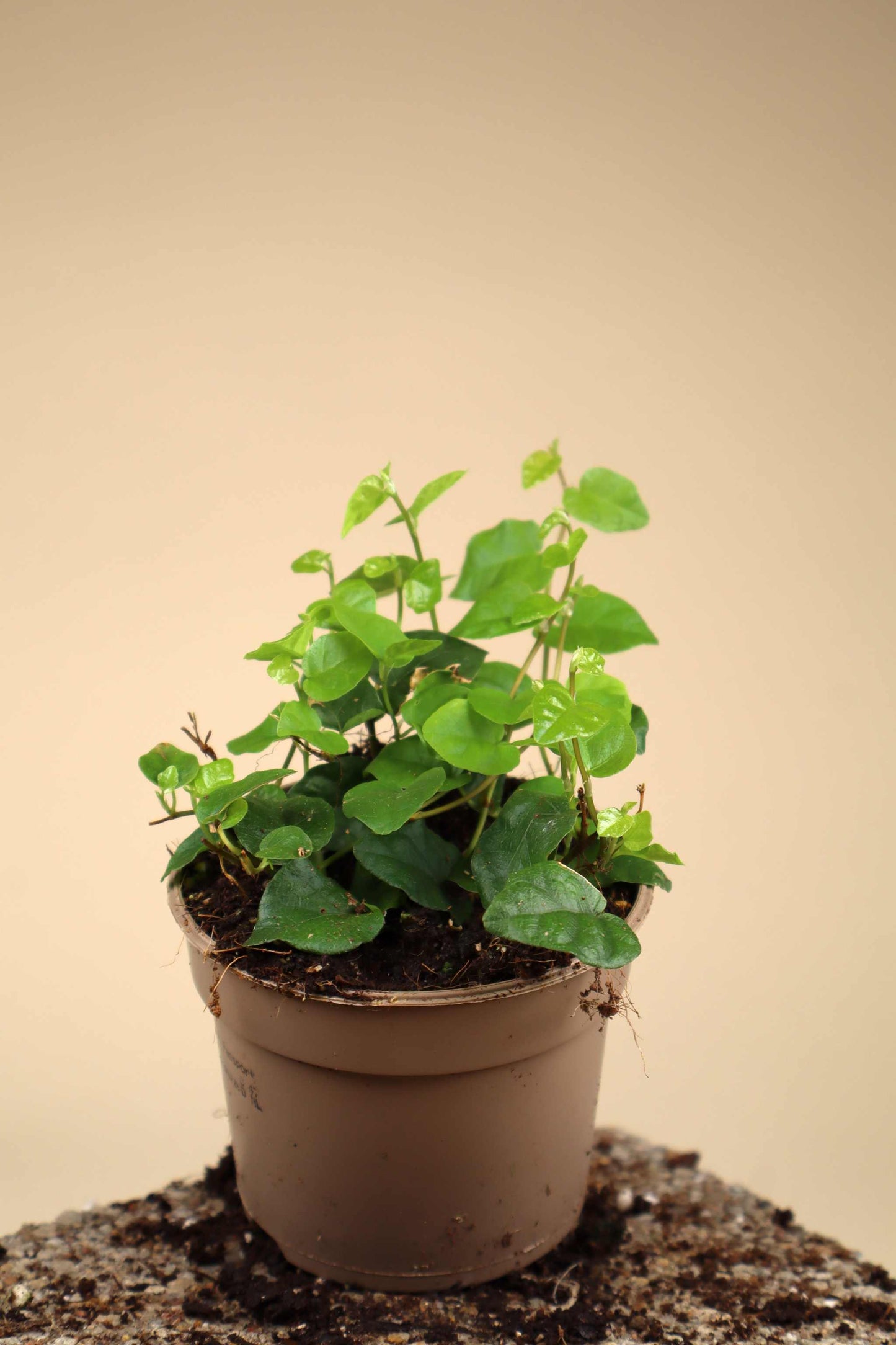 Ficus pumila 'Kletterfeige'
