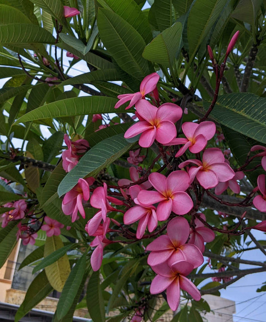 Plumeria rubra | Tempelblomma