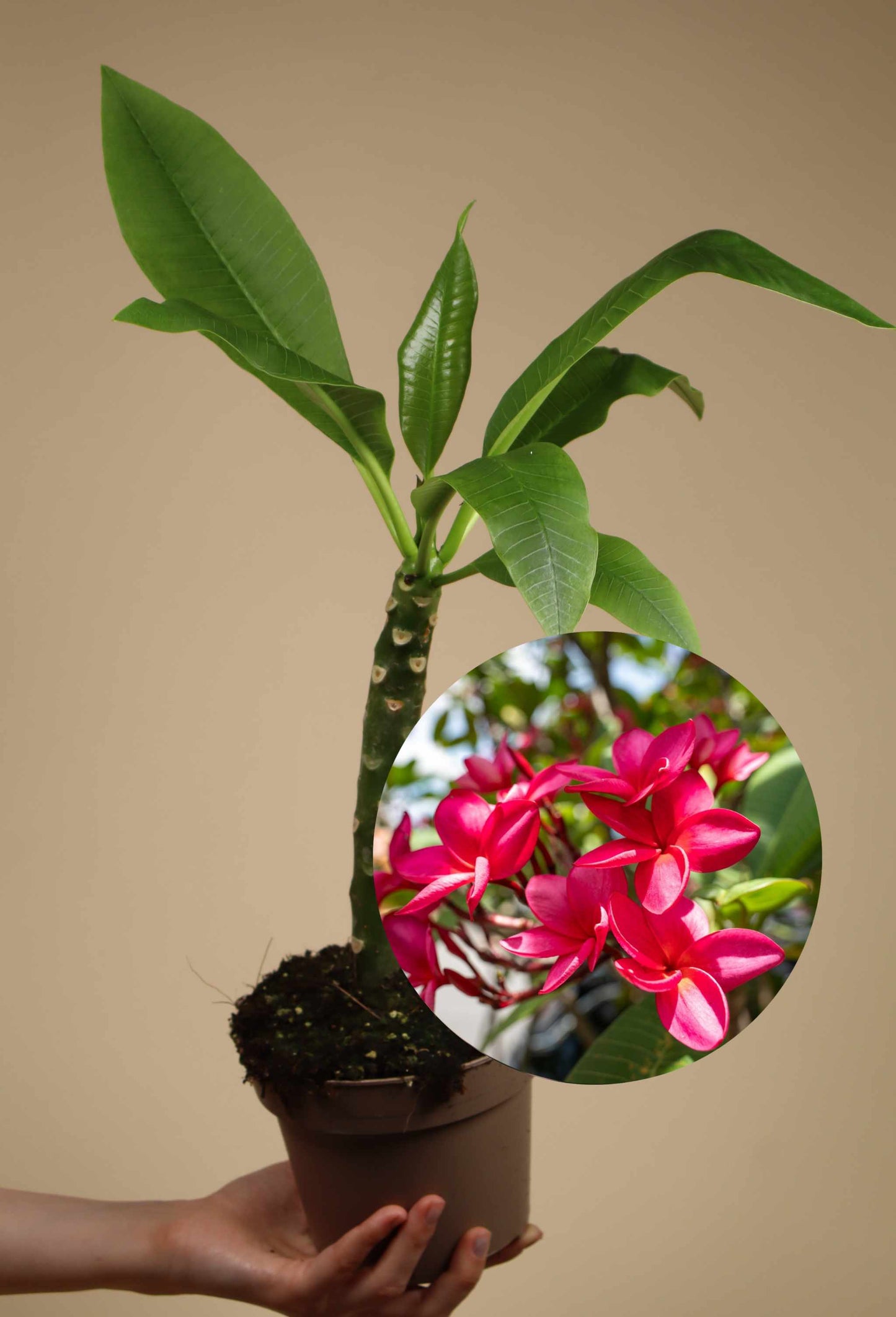 Plumeria rubra | Frangipani