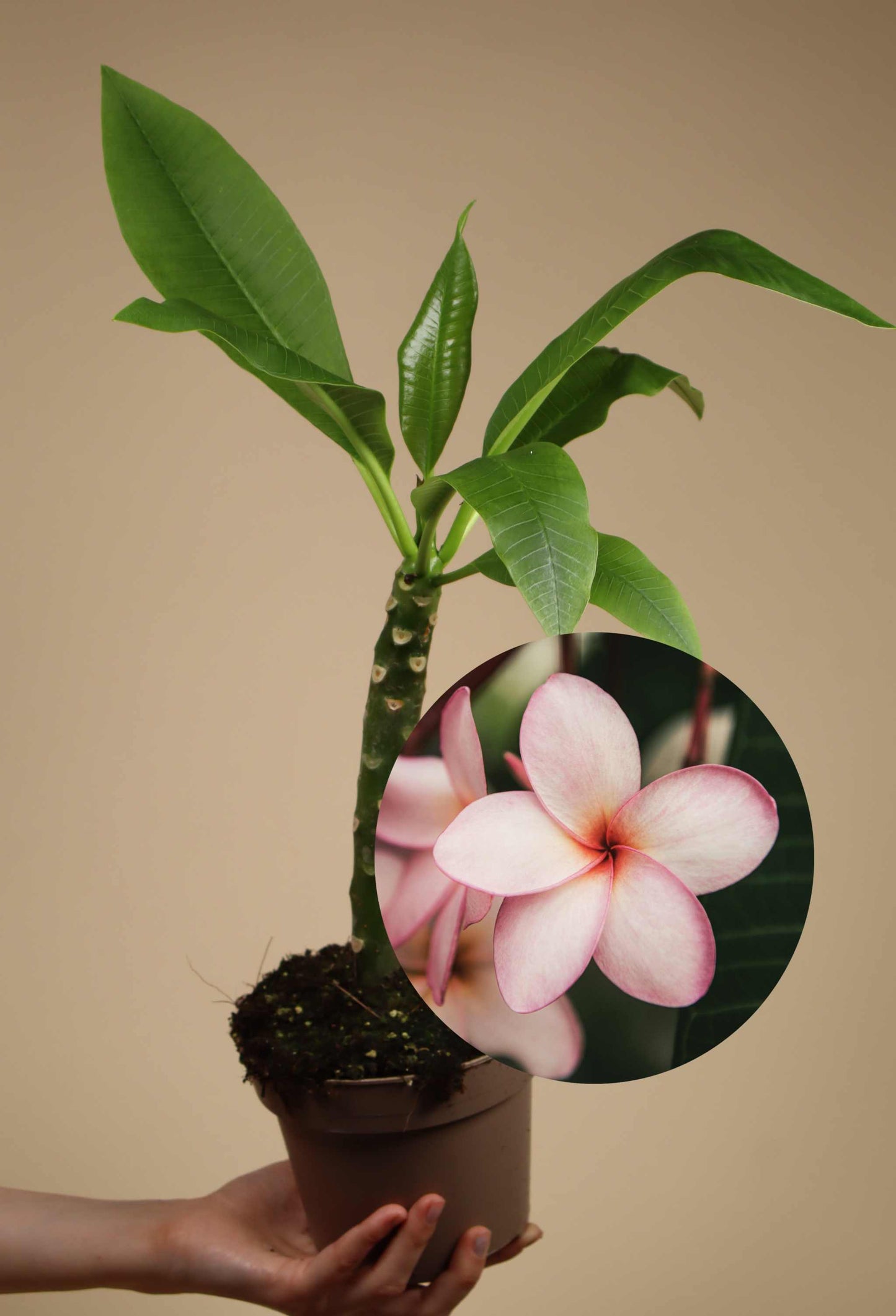 Plumeria rubra | Tempelblomma