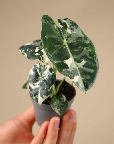 Alocasia Frydek variegata