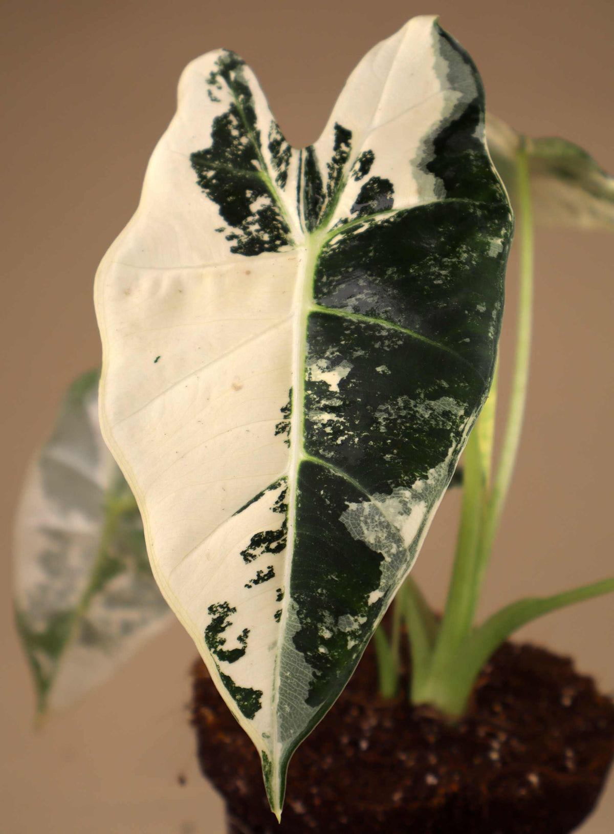 Alocasia Frydek variegata