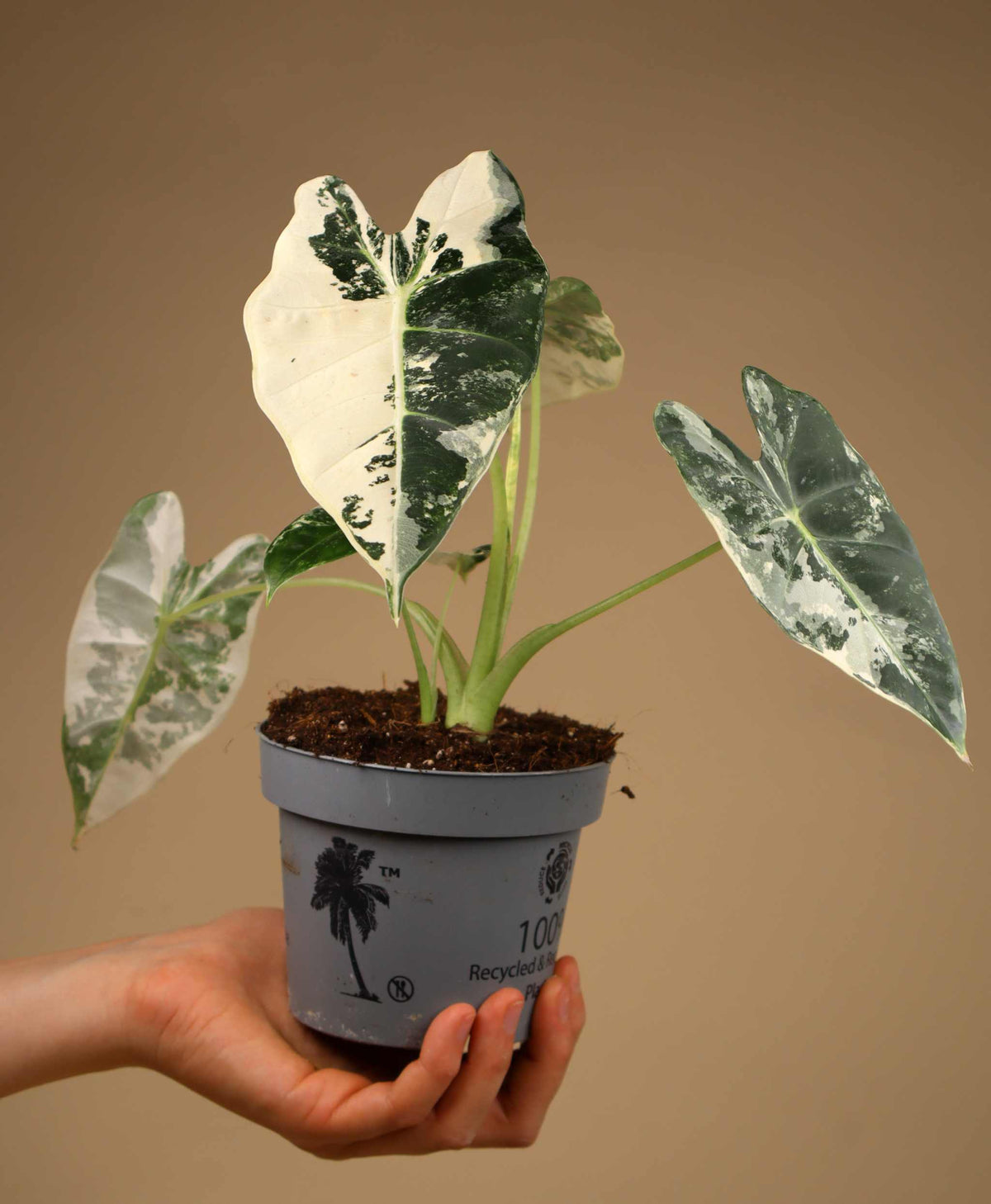 Alocasia Frydek variegata