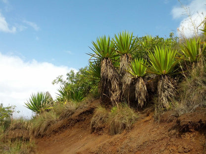 Furcraea foetida | Mauritius-hampa