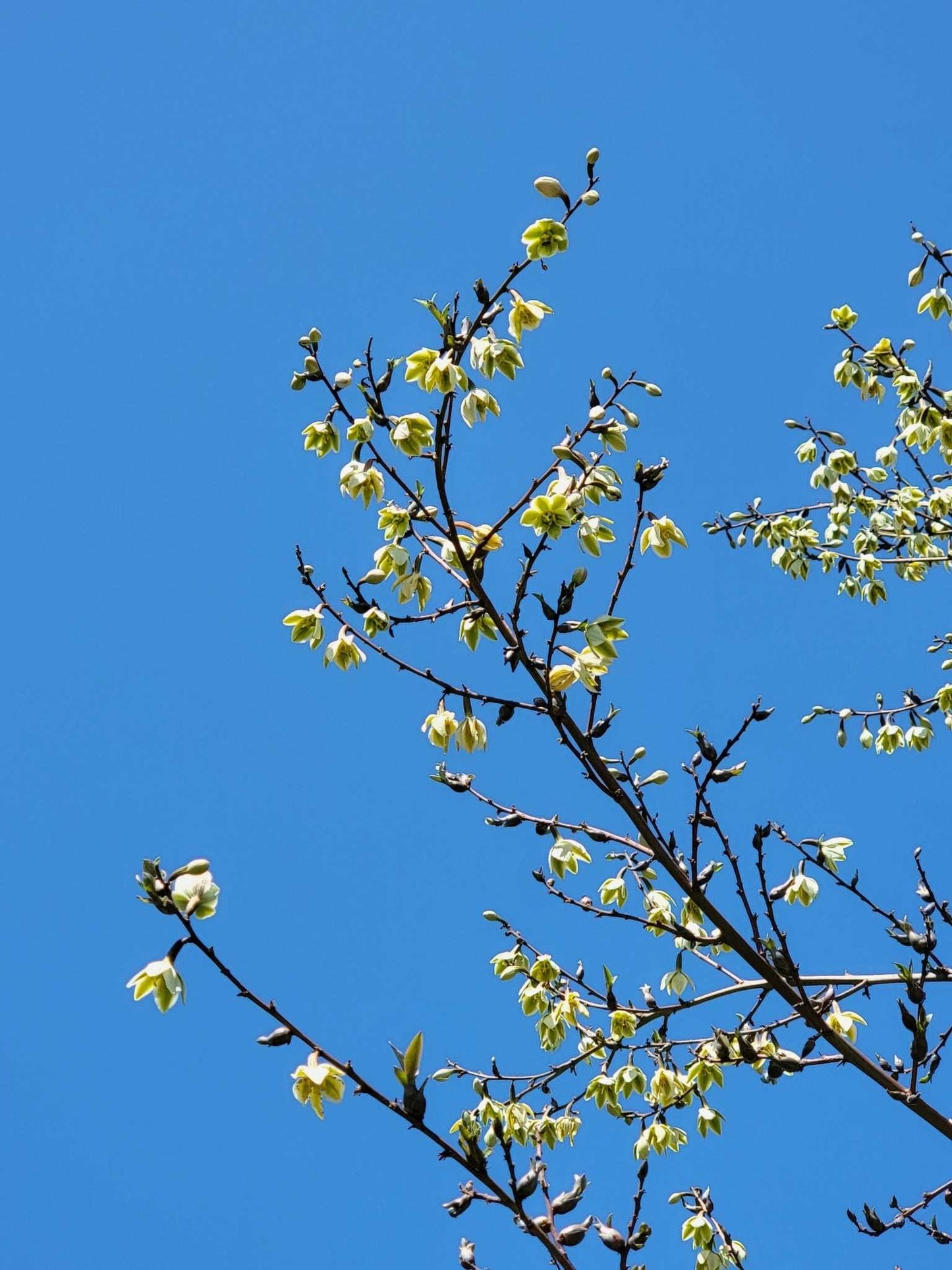 Furcraea foetida | Mauritius-hampa
