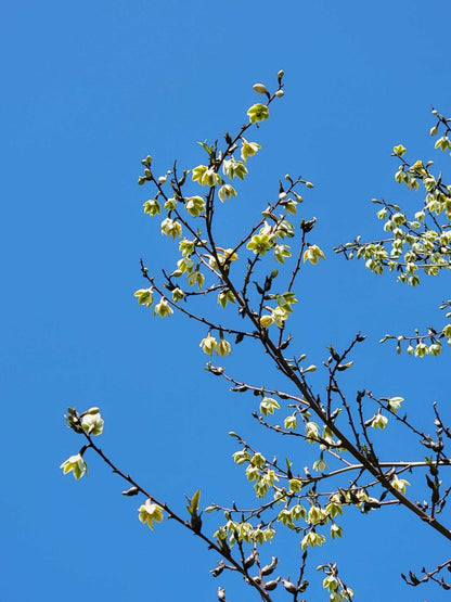 Furcraea foetida | Mauritius-hampa