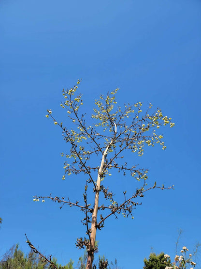 Furcraea foetida | Mauritius-hampa