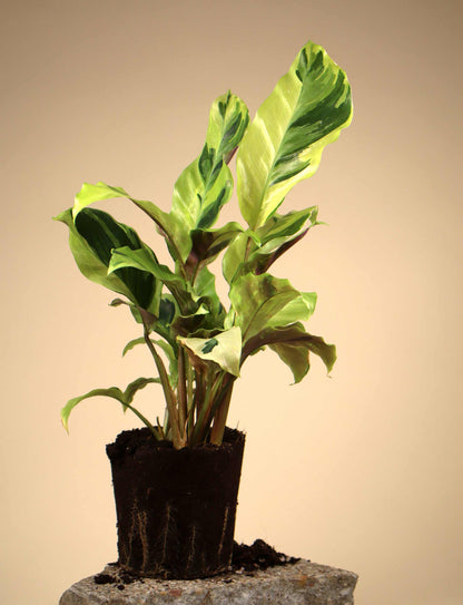 Calathea lietzei 'yellow fusion'