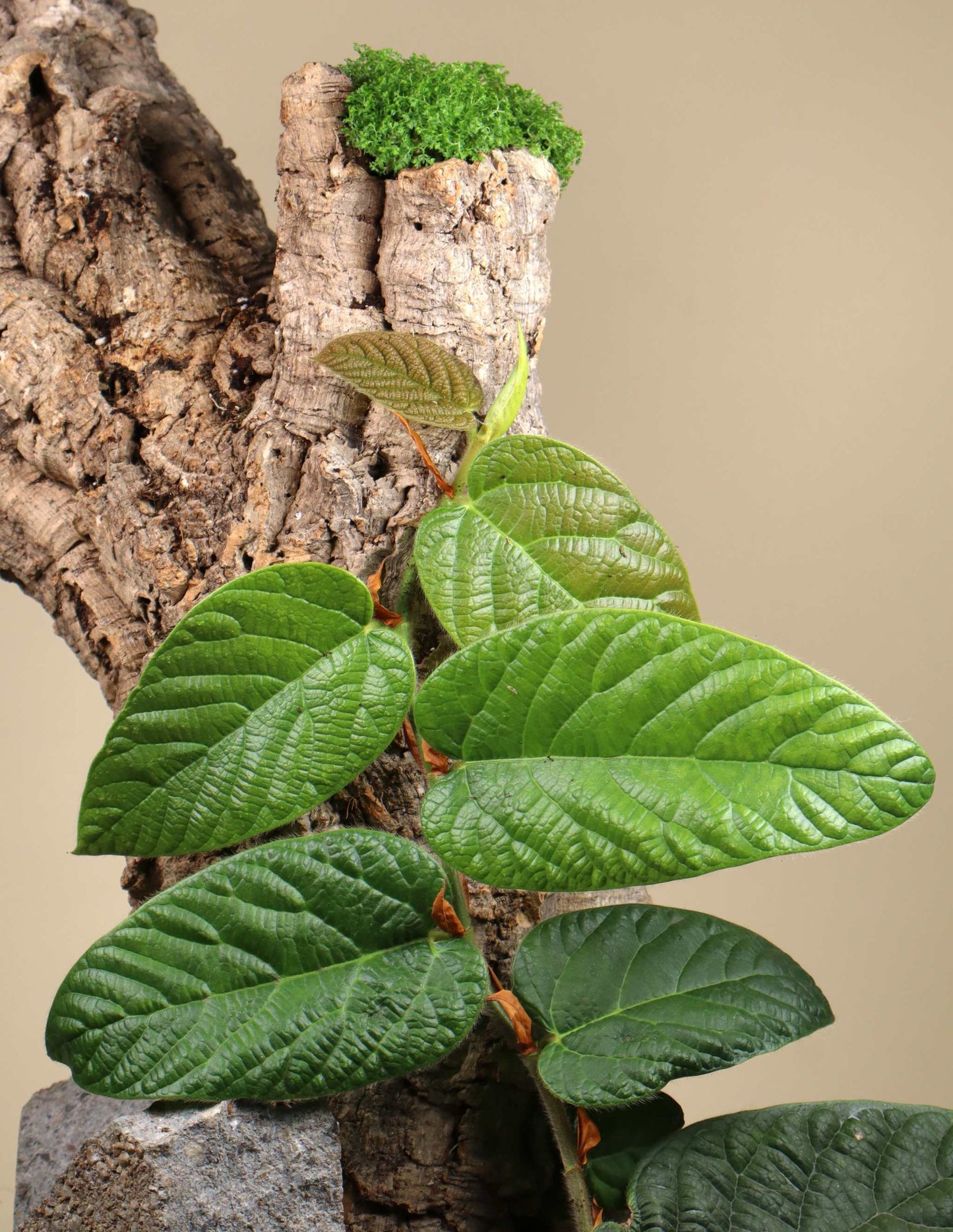 Ficus villosa