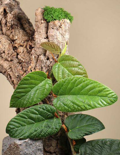 Ficus villosa