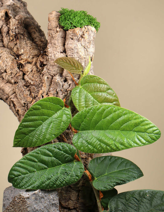 Ficus villosa