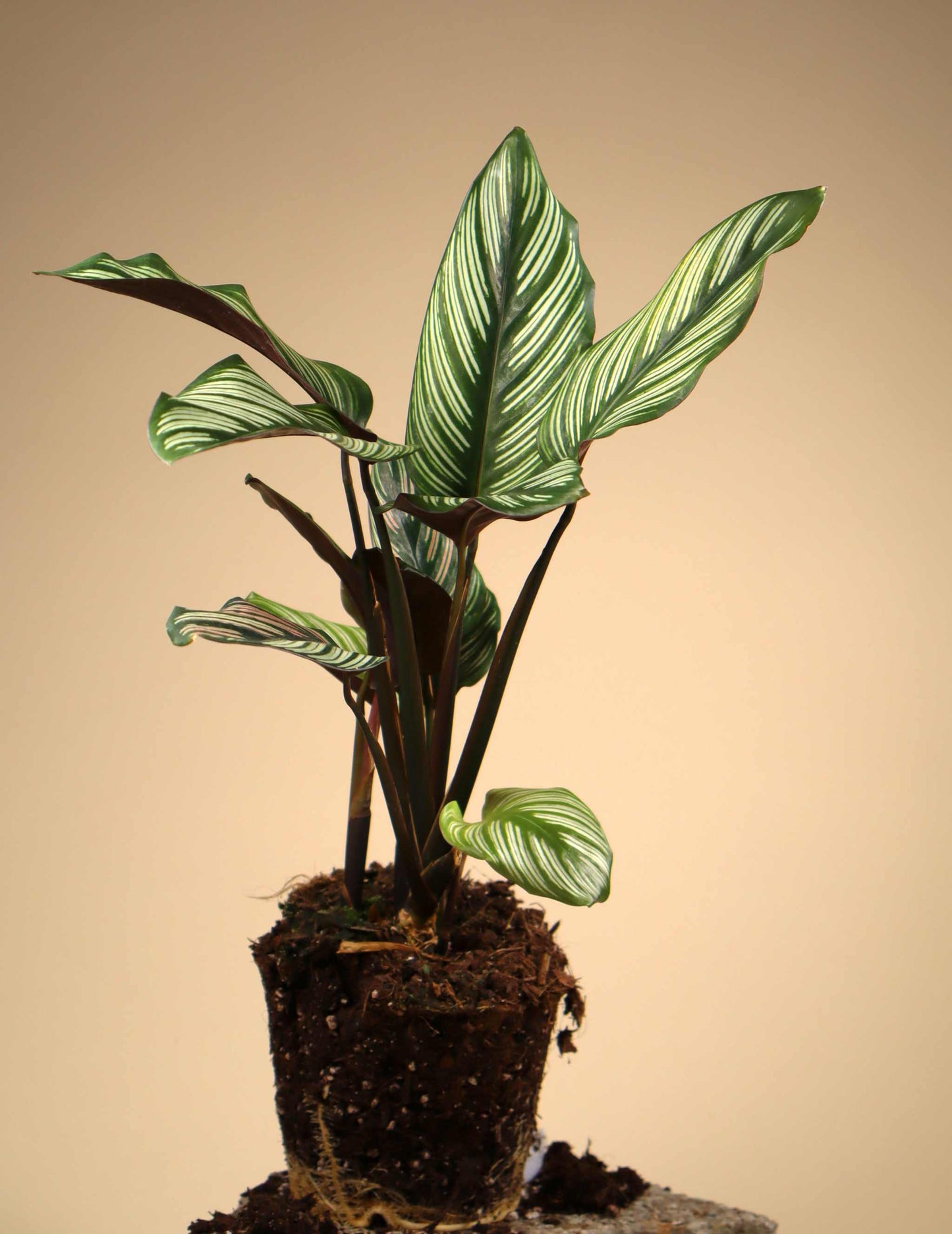 Goeppertia elliptica