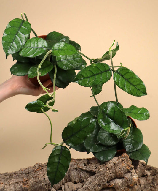 Hoya globulosa