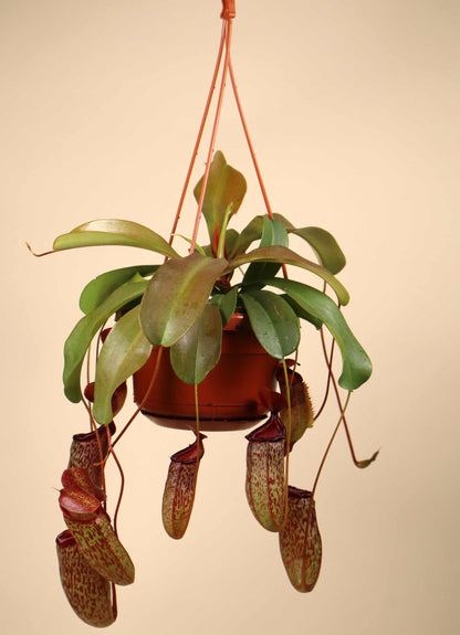 Nepenthes × 'Sam'