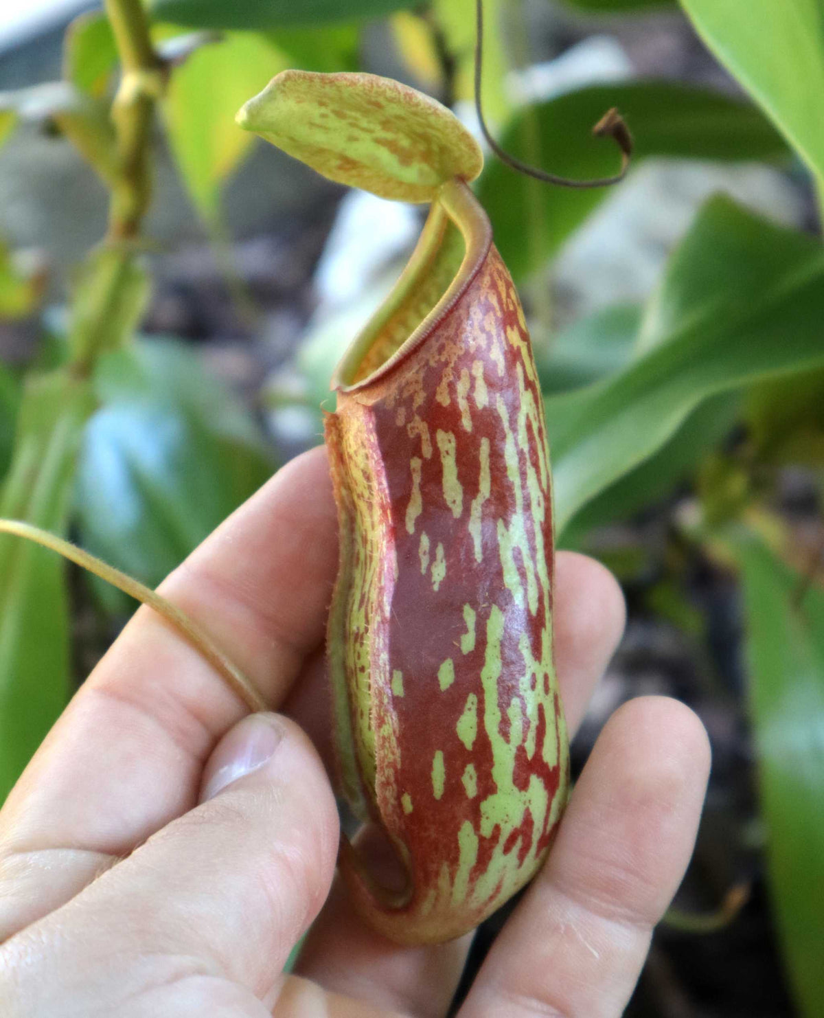 Nepenthes × Gaya 'Pitchfinch'