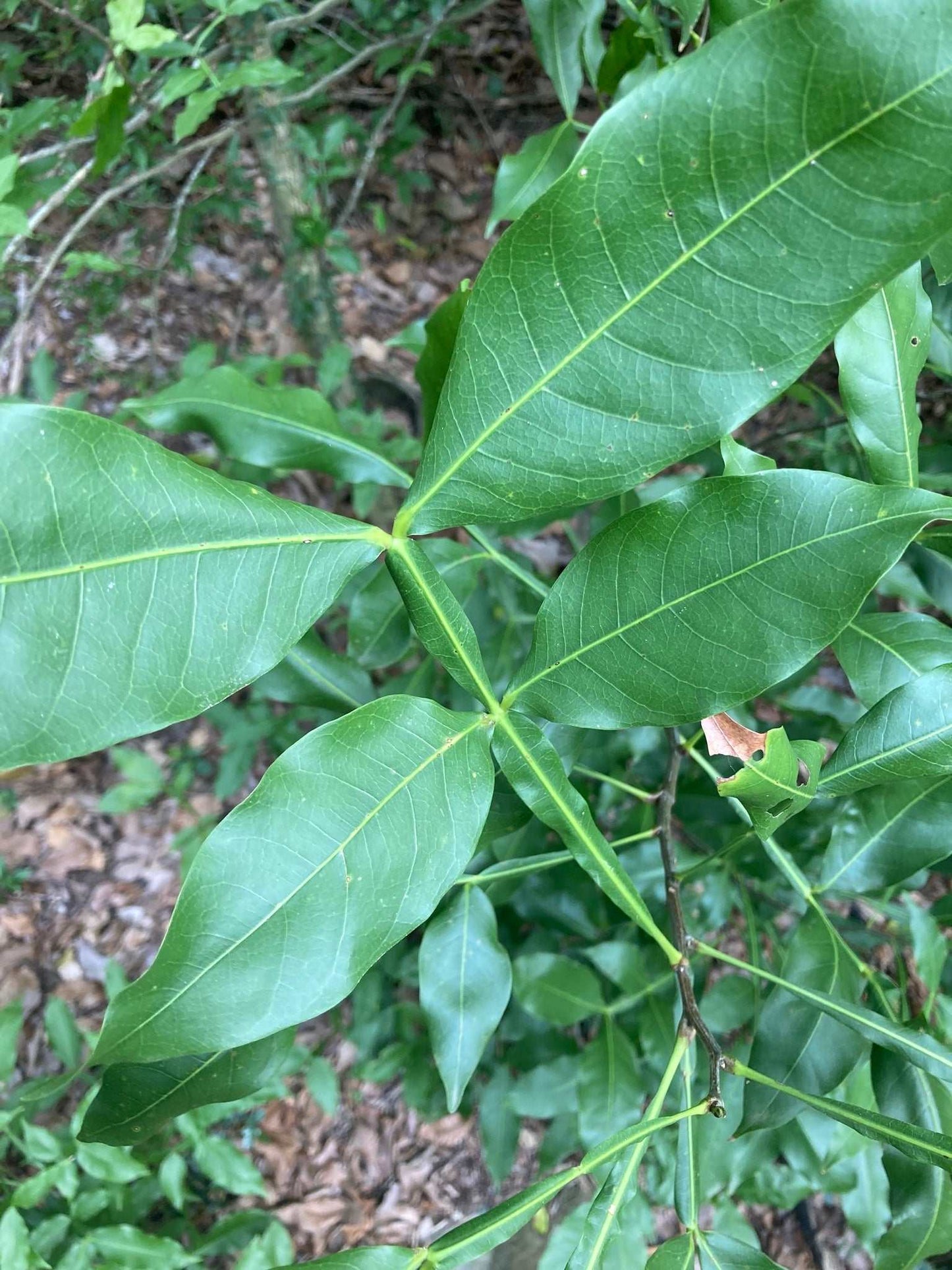 Mamoncillo (Melicoccus bijugatus)