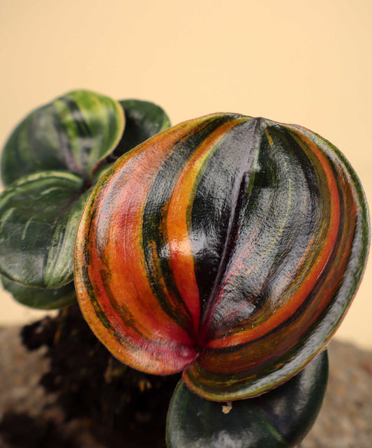 Geogenanthus ciliatus variegata