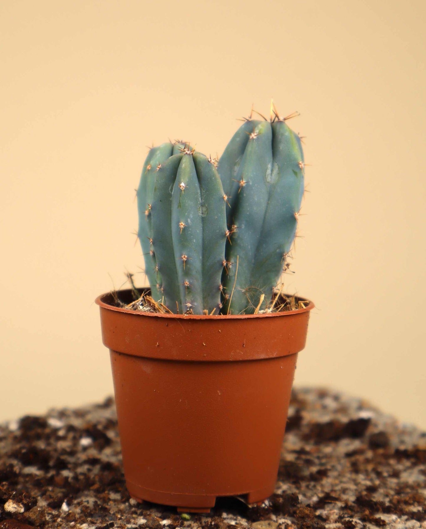 Myrtillocactus geometrizans 'Blåbärskaktus'