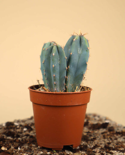 Myrtillocactus geometrizans 'Blåbärskaktus'
