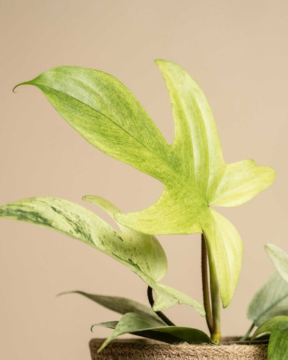 Philodendron 'Florida Ghost'