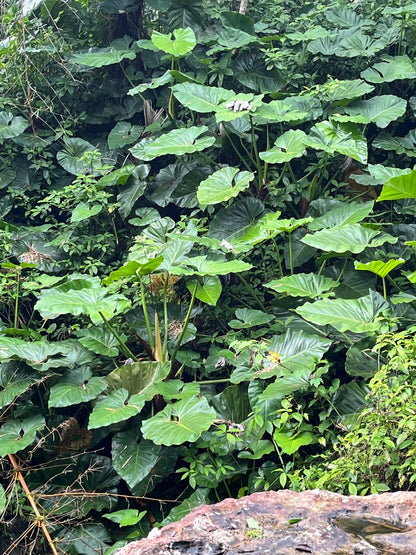 Philodendron giganteum