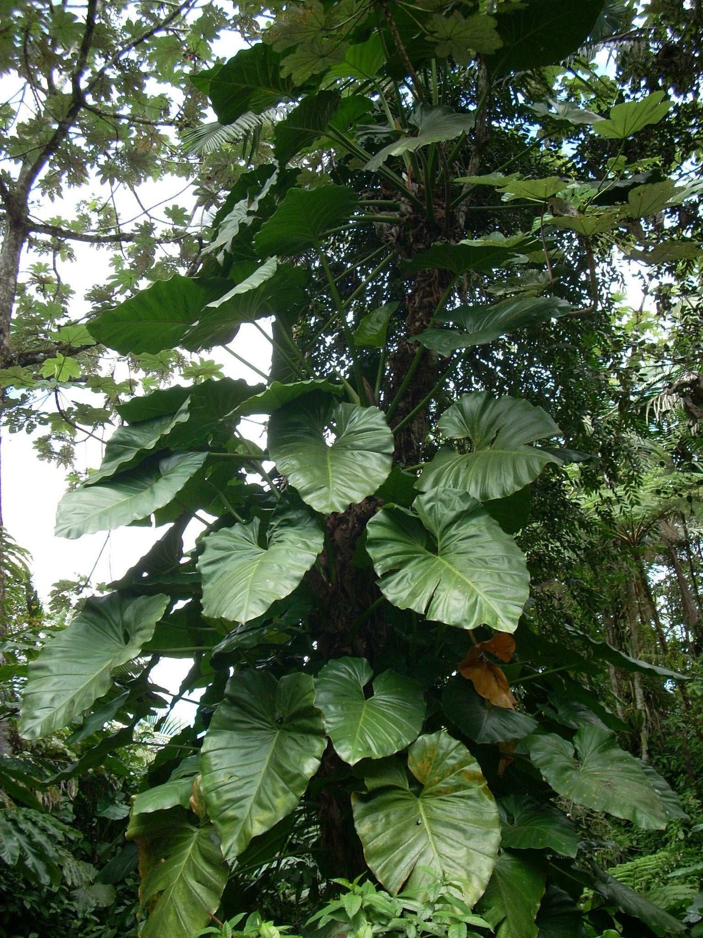 Philodendron giganteum