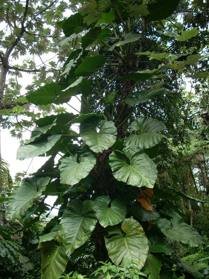 Philodendron giganteum
