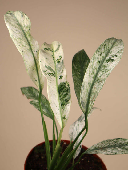 Epipremnum giganteum 'Marble Variegata' - Förbeställning