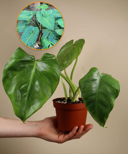 Philodendron giganteum