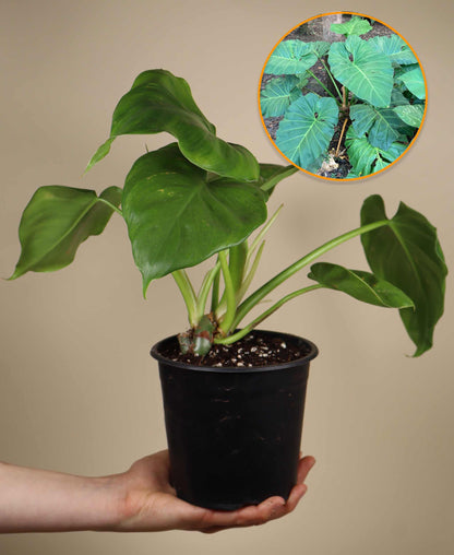 Philodendron giganteum