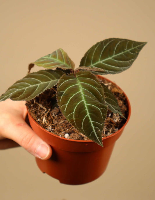 Ardisia gigantifolia