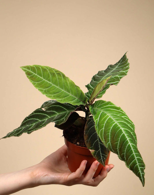 Ardisia gigantifolia