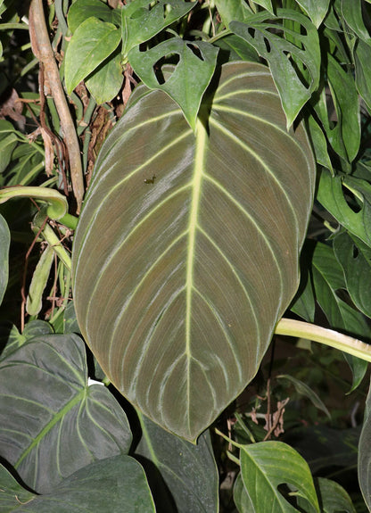 Philodendron gigas