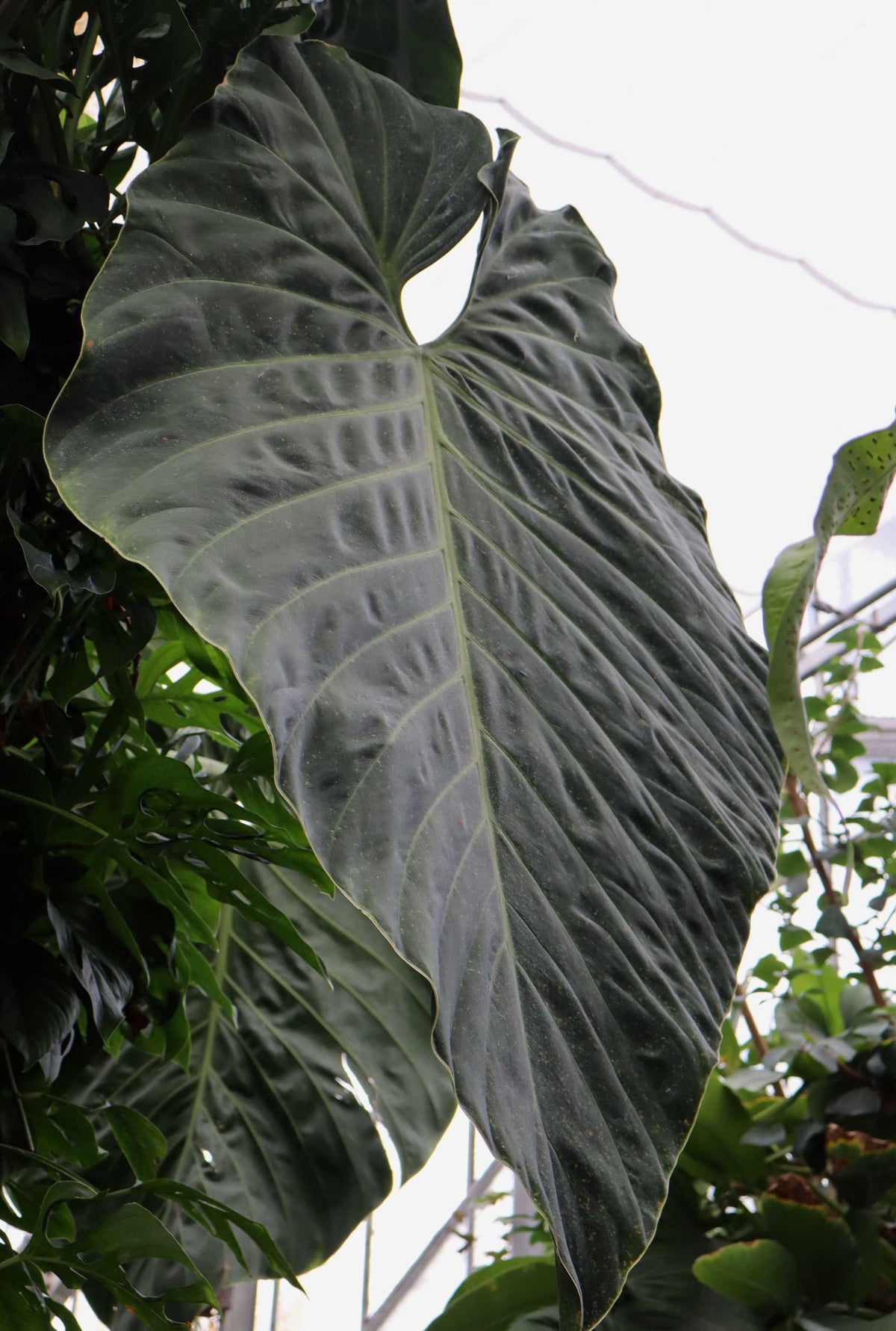 Philodendron gigas