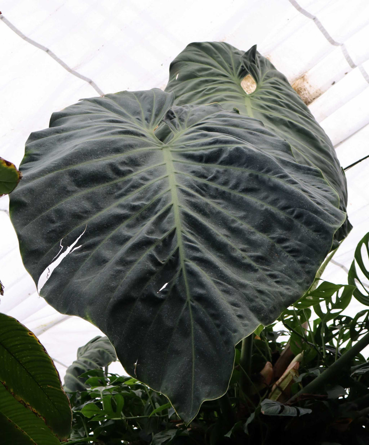 Philodendron gigas