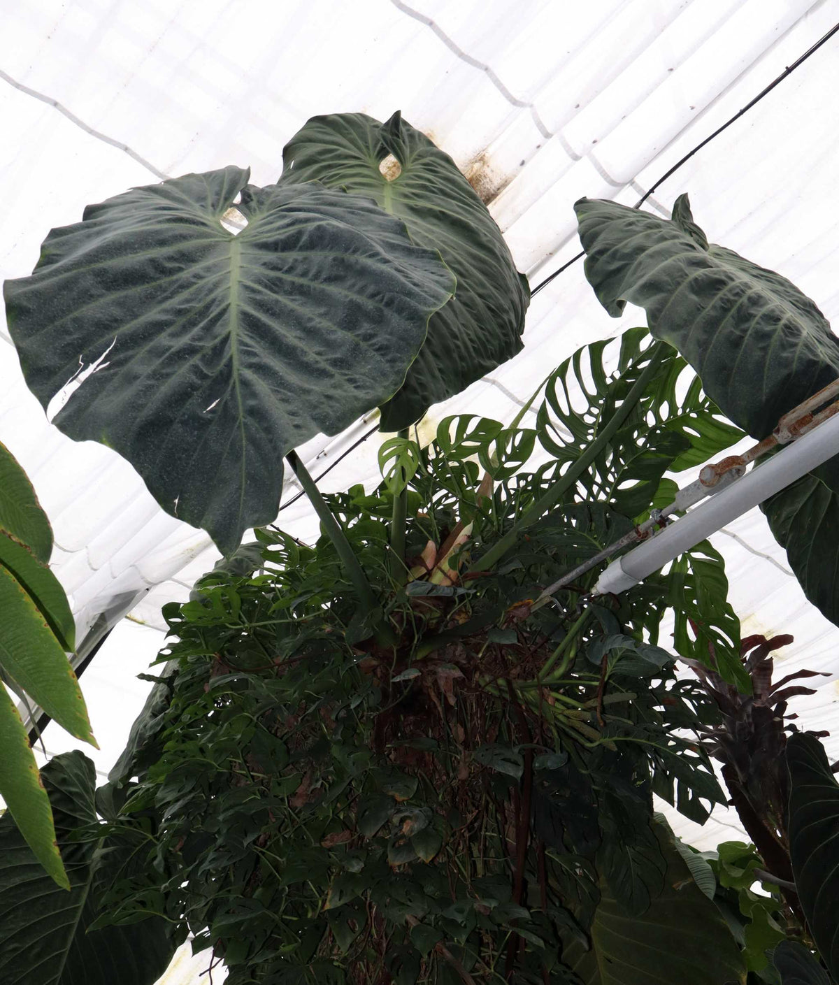 Philodendron gigas