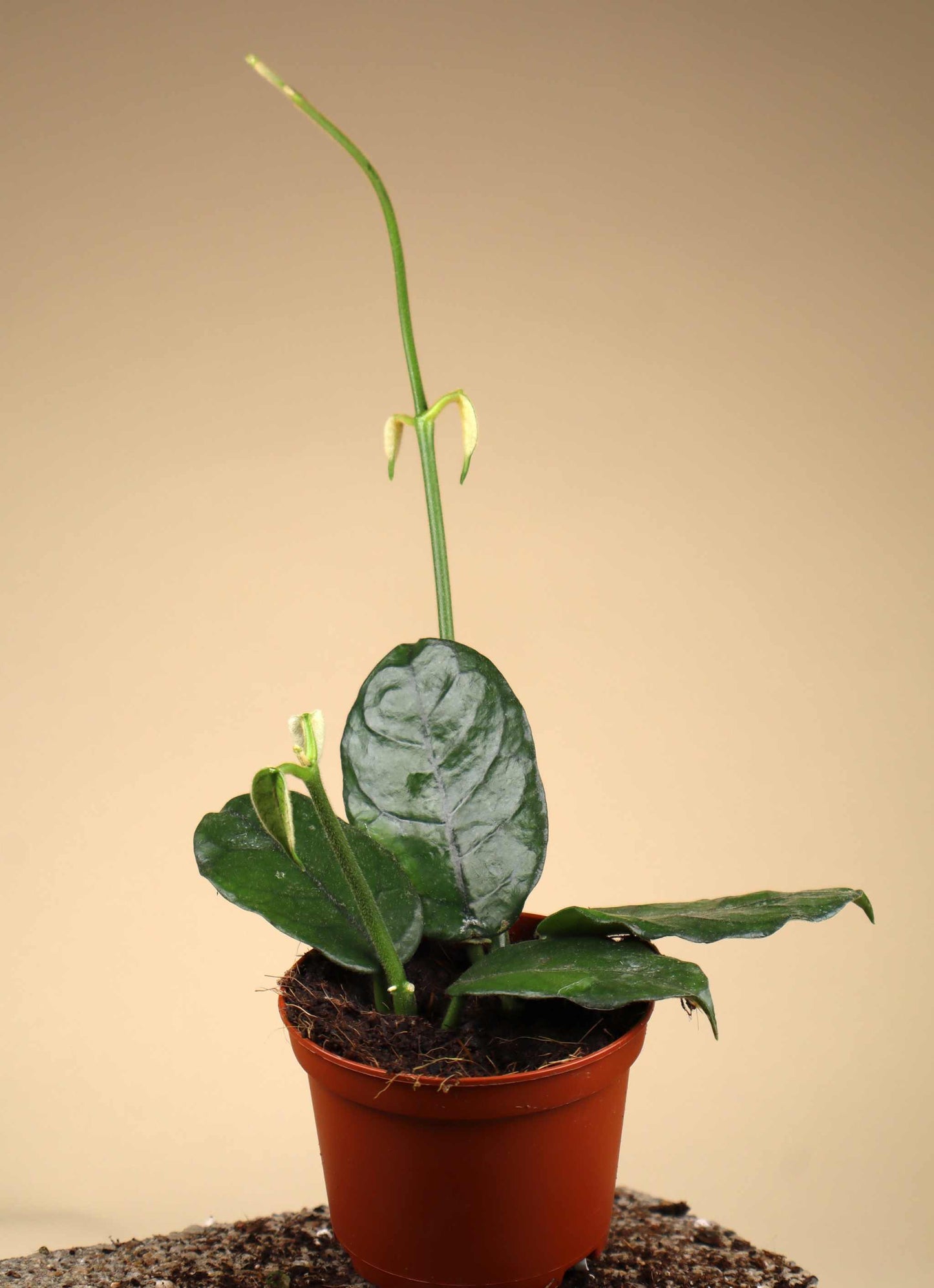 Hoya globulus
