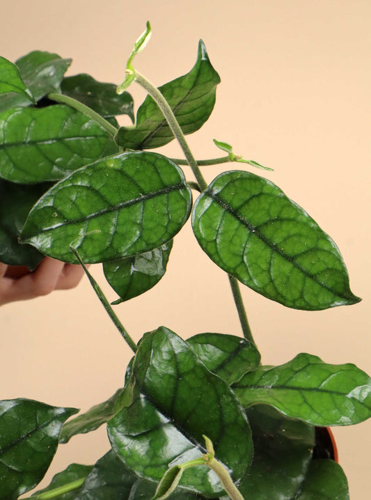 Hoya globulosa