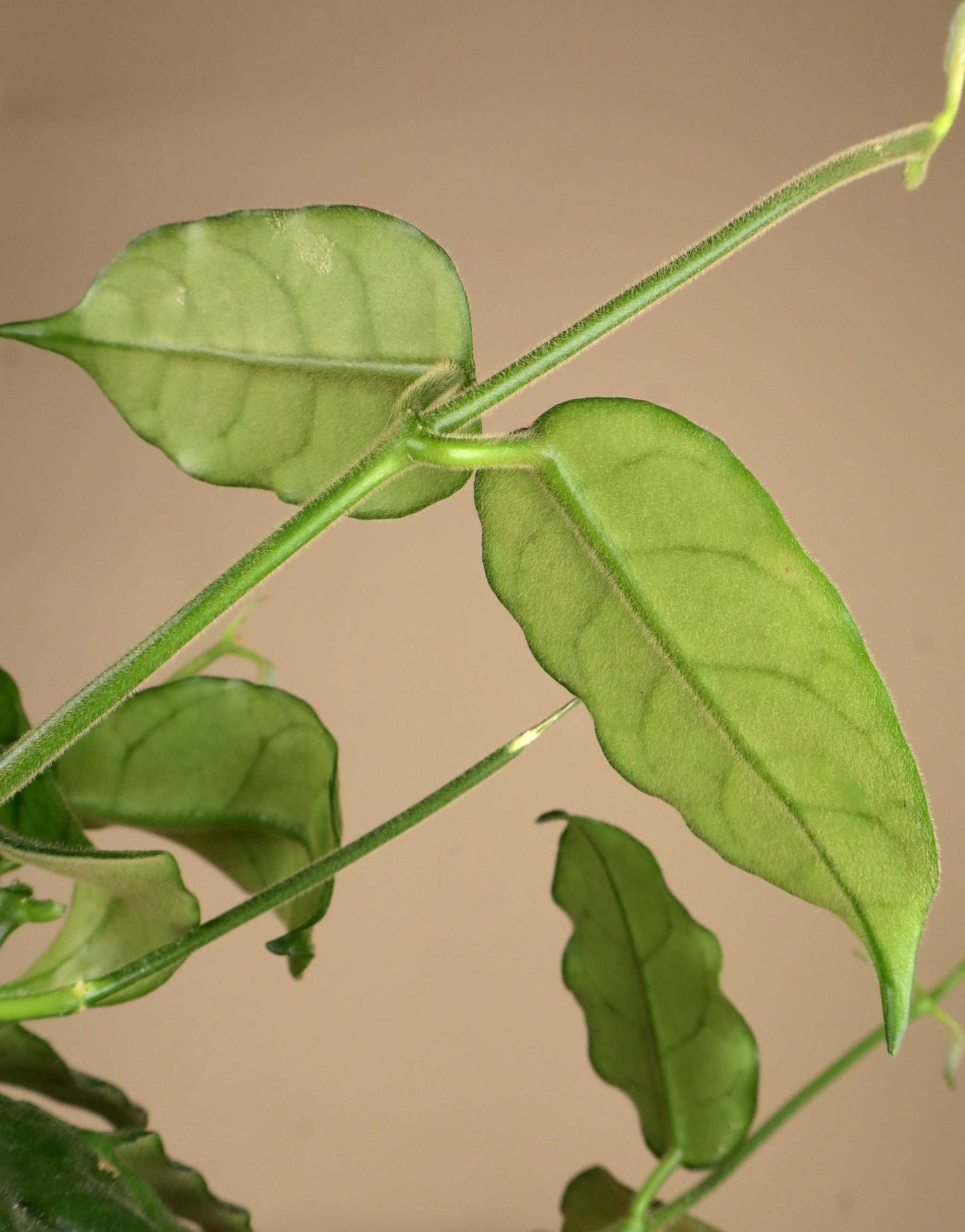 Hoya globulosa