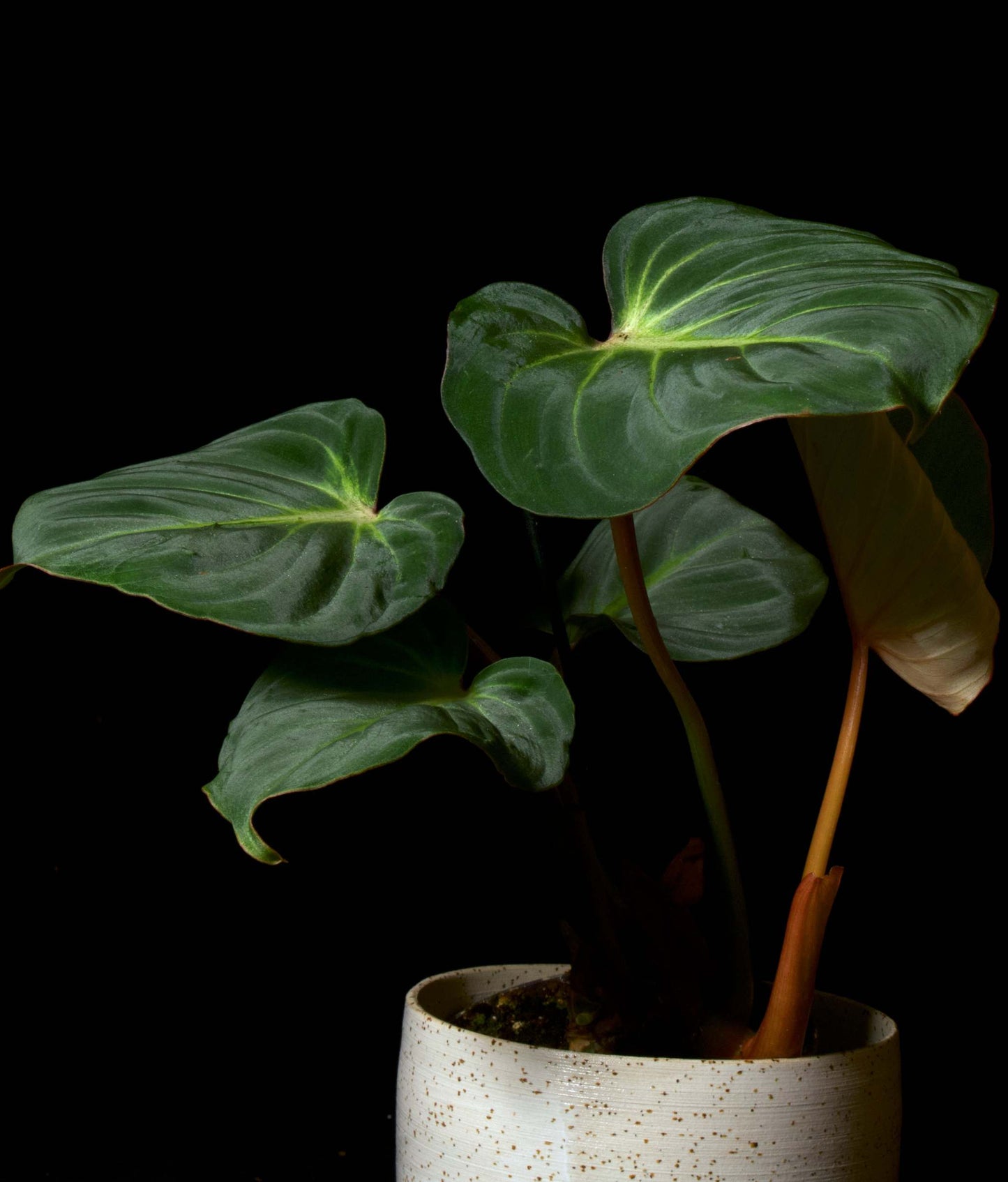 Philodendron gloriosum