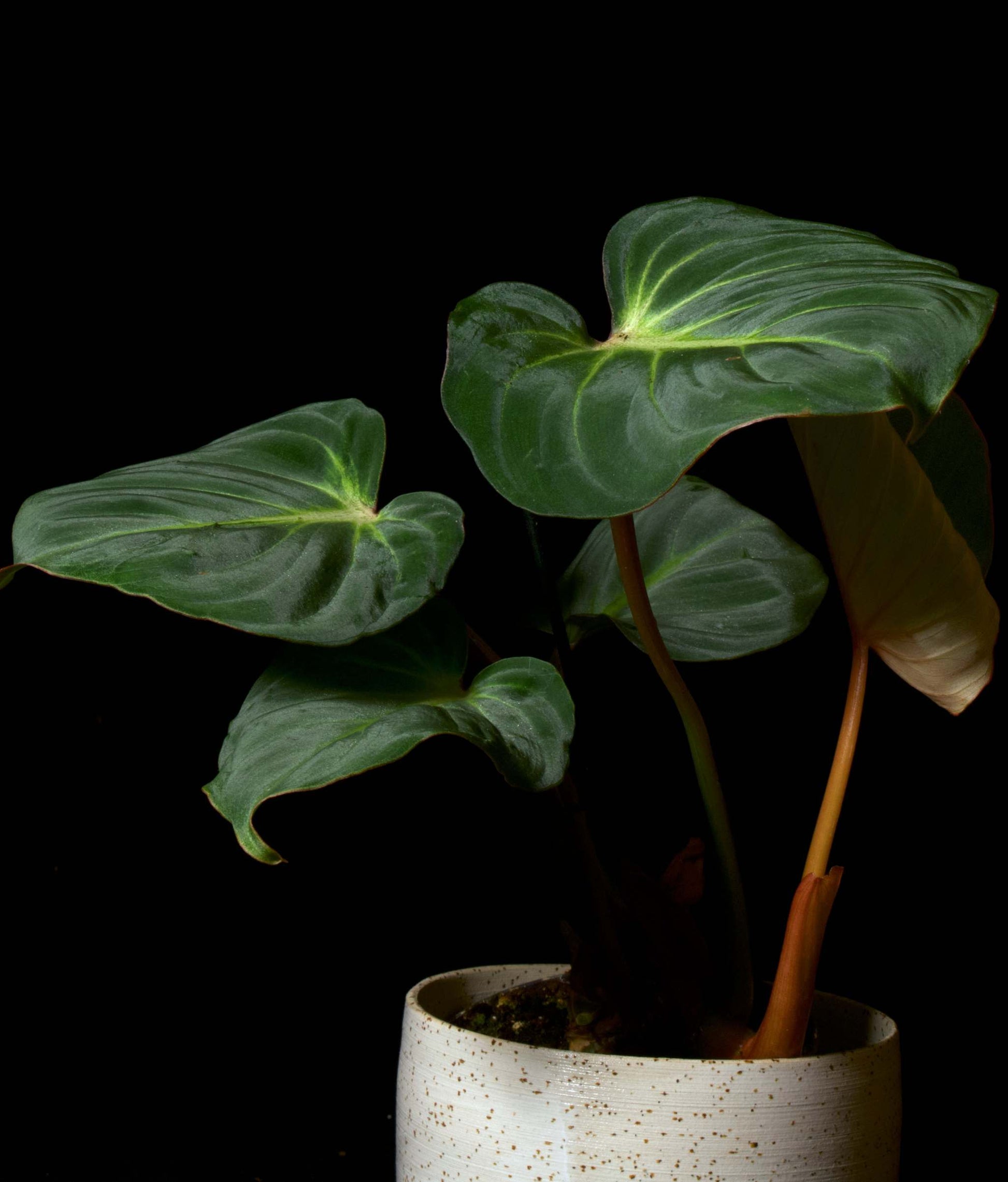 Philodendron gloriosum