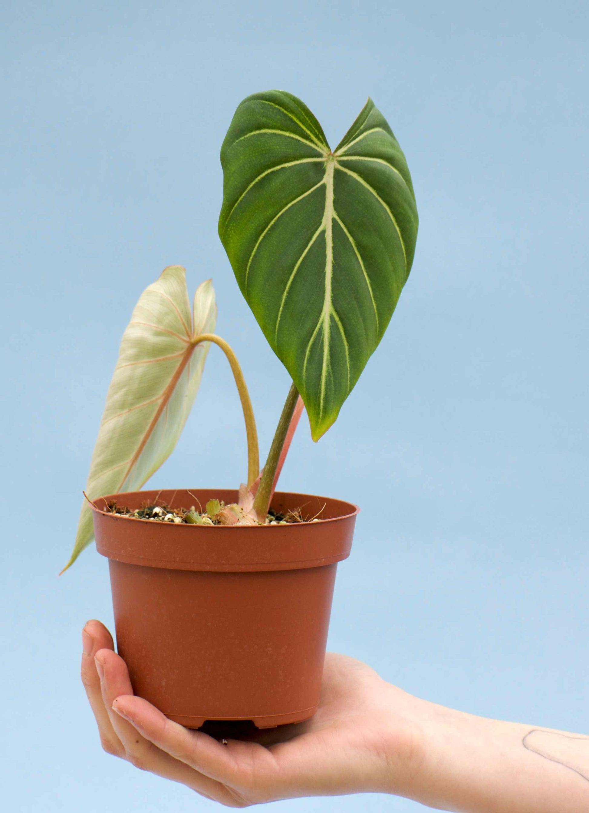 philodendron gloriosum small Philodendron gloriosum | Rare houseplants for sale