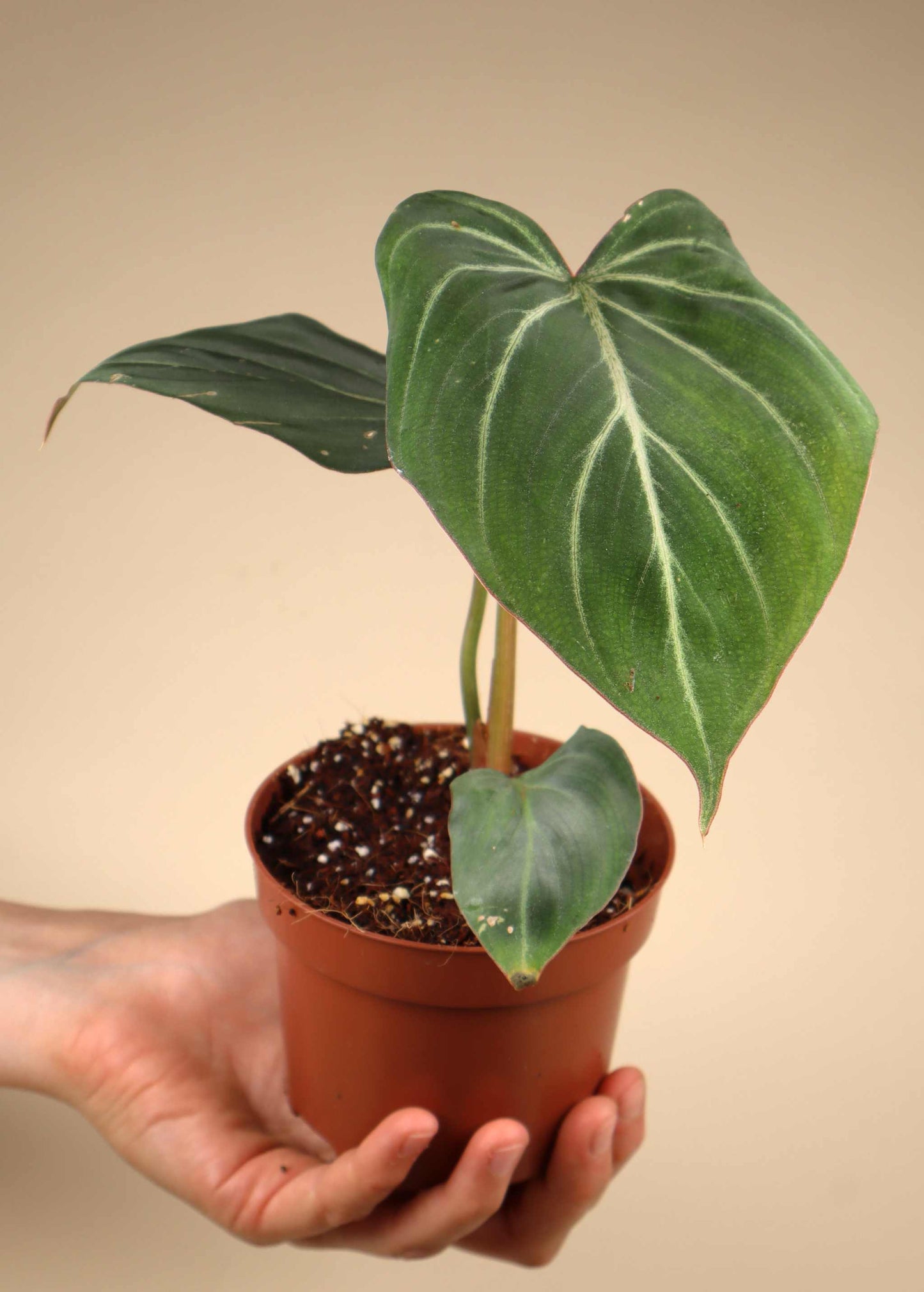 Philodendron gloriosum