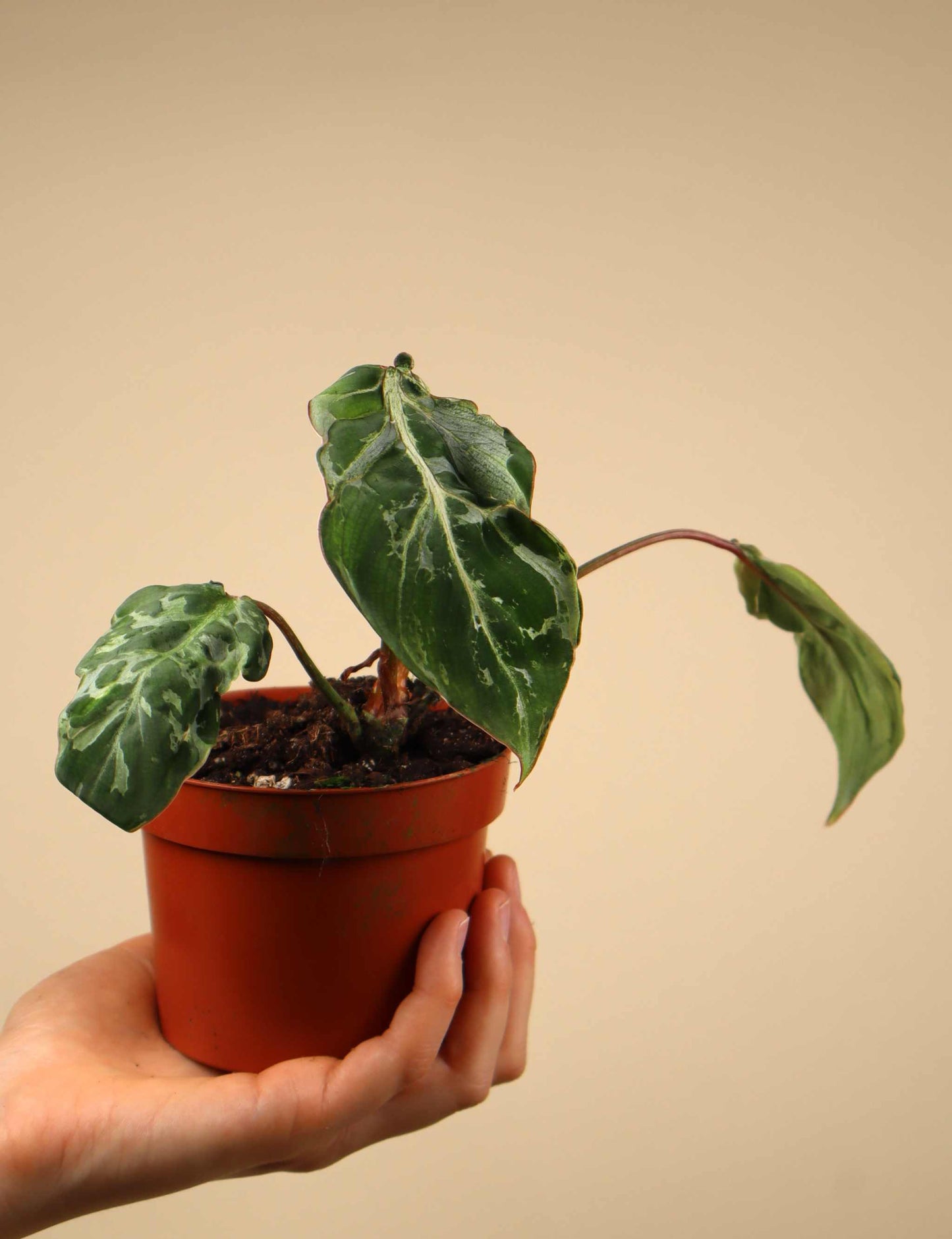 Philodendron gloriosum 'Snow Leopard'
